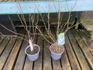 Growing Magnolias In Pots Compost Type Planting More Pyracantha