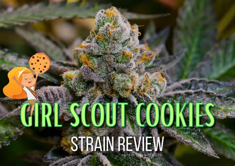 Girl Scout Cookie Strain Aka Gsc Review And Growing Info