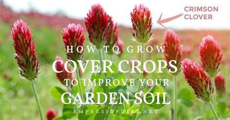 How To Grow Cover Crops To Improve Your Garden Soil Empress Of Dirt