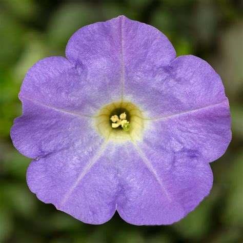 Surfinia Petunia Hybrida DEKKO Light Blue S18