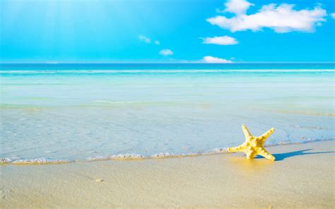 Papel De Parede Estrela Do Mar Areia De Praia Mar Espuma