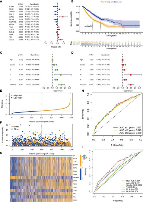 Frontiers Identification Of Molecular Subtypes Risk Signature And