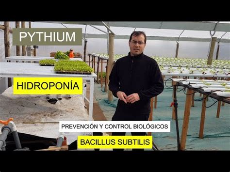 Pythium Hidroponía Prevención y Control YouTube