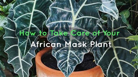 African Mask Plant Care A Comprehensive Guide To Growing A Healthy Alocasia