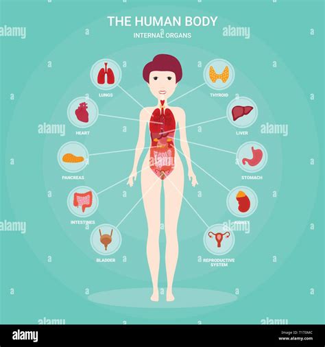 L Anatomie Humaine L Ments Infographique Avec Set D Organes Internes