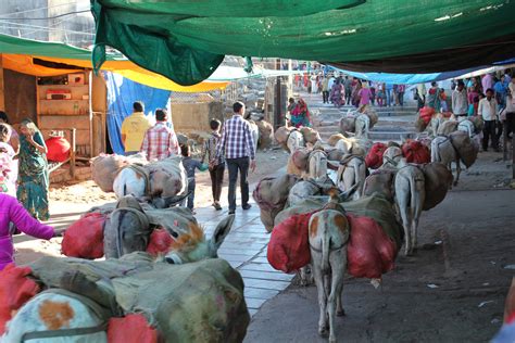 Pavagadh: A Confluence of History, Myth and Religion | ixigo Travel Stories