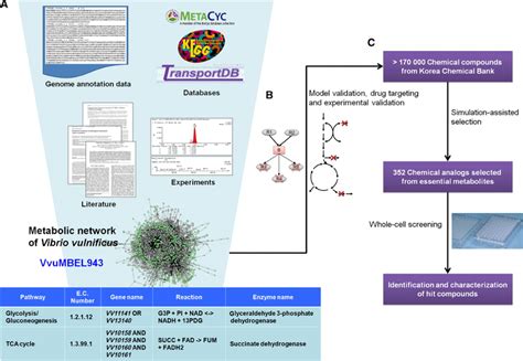 Reconstruction Of Genome Scale Metabolic Network And Its Use For Drug