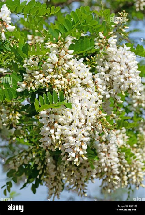 Blooming Black Locust Robinia Pseudoacacia In Spring Stock Photo Alamy