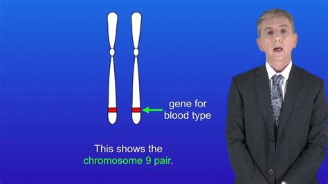 Gcse Science Biology 9 1 Dna And The Genome Gcse Biology Revision