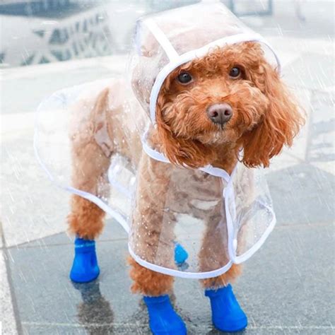 Transparent Waterproof Dog Raincoat • Yorkies Gram