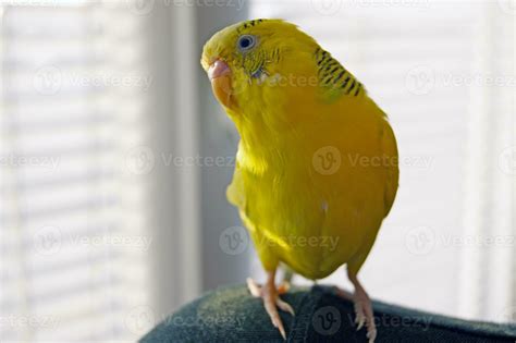 Cute Yellow Budgie Parrot Looking At The Camera 36037739 Stock Photo At