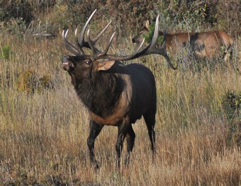 Wapiti Cervus Canadensis Naturfakta