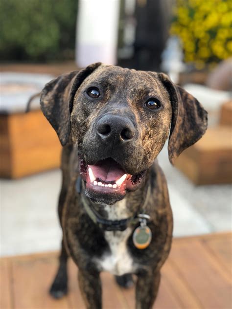 Catahoula Leopard Dog Puppies : r/aww