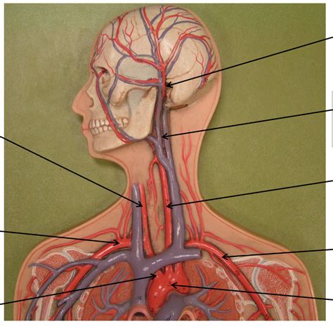 Head Neck Arteries Diagram Quizlet