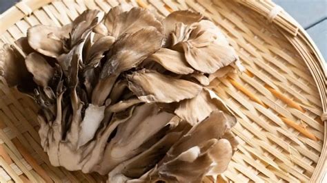 Best Tasting Mushrooms For Chefs Cooks At Home