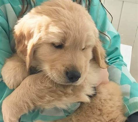 Golden Retriever Puppies For Sale Dallas Tx 328896