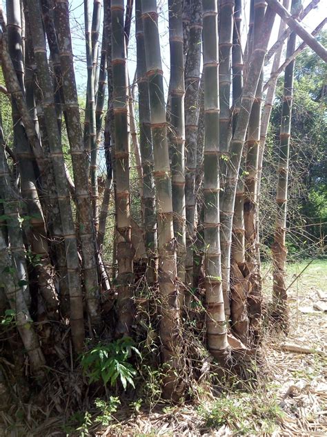 Sustainable Bamboo Plantation Uplink Contribution