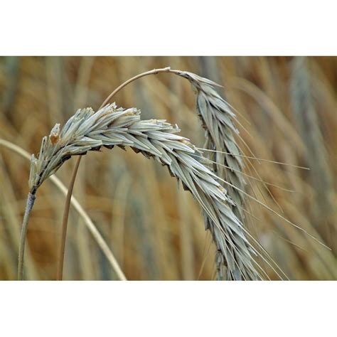 Farine De Seigle Bio Kg Moulin Biovezou En Aveyron