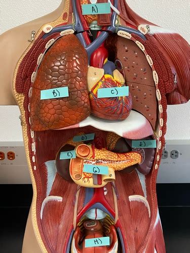 identify  major organs flashcards quizlet