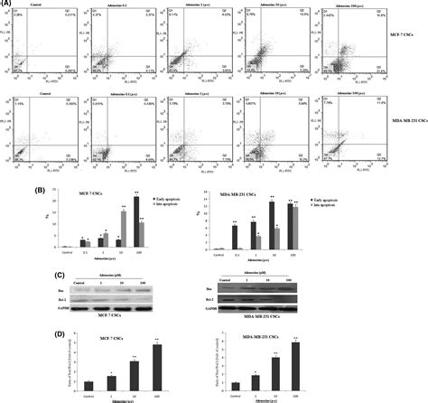 Apoptosis And Cell Cycle Regulatory Effects Of Adenosine By Modulation