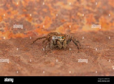 Plexippus Paykulli Female Pantropical Jumping Spider Stock Photo Alamy