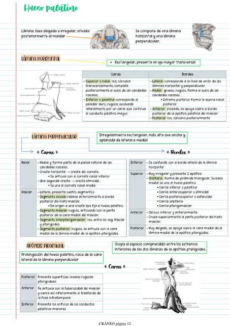 Hueso Palatino Ari Mednotes UDocz