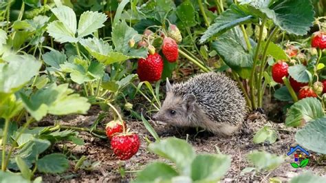 The Garden's Tiny Guardian: Hedgehogs