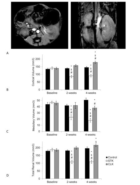 Evolution Of Cardiac And Renal Impairment Detected By High Field