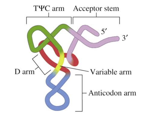 BCMB 3100 Protein Synthesis Flashcards Quizlet