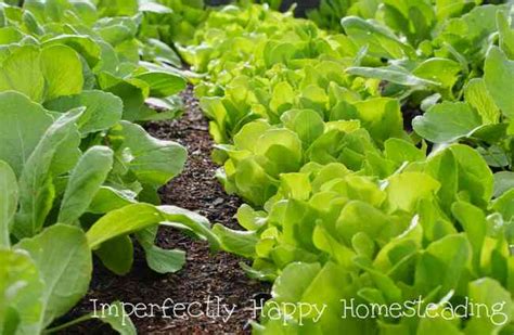 How to Have the Best Spring Vegetable Garden Ever