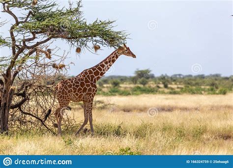 Somalia Giraffes Eat The Leaves Of Acacia Trees Stock Image Image Of