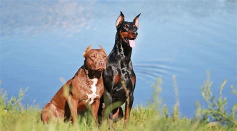 Is Doberman With Pitbull Mix Possible?