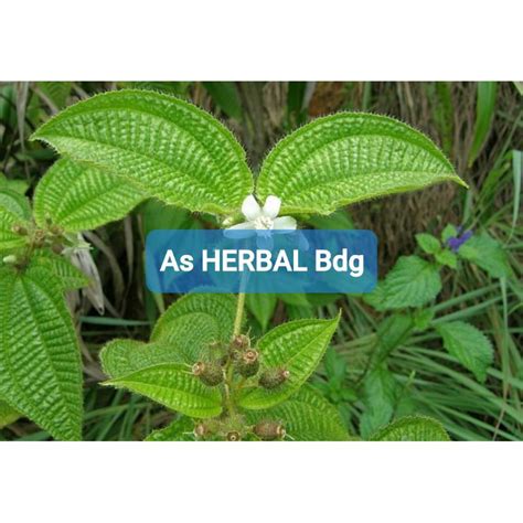 Jual Paket Hemat Gram Daun Senggani Senduduk Atau Harendong Bulu