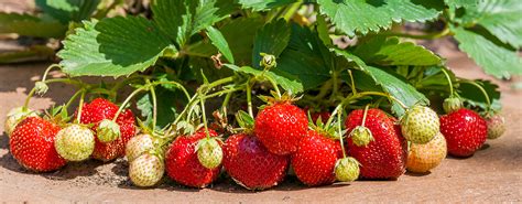 Vari T S De Fraisier Remontant Cultiver Au Jardin Ou En Pot