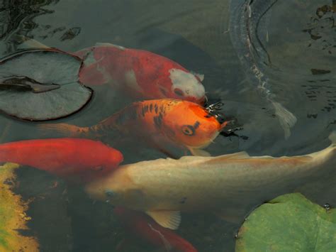 Koi Fish Faces - Koi Mud Pond