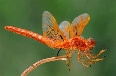 Amazing Flame Skimmer Orange Dragonfly Macro Photography Insects