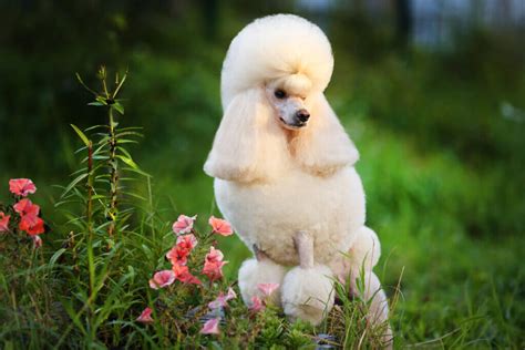 Four Types Of Poodles And Their Characteristics My Animals