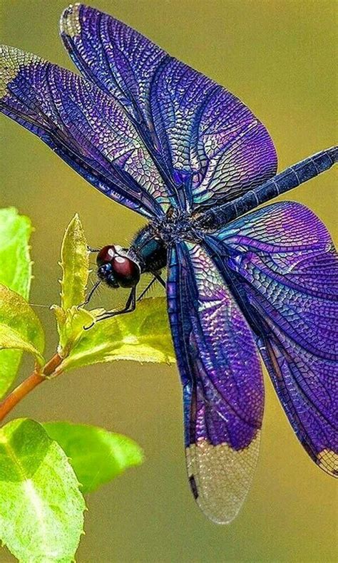 Pin By Sulma Duran On Color Preferido Dragonfly Photos Dragonfly