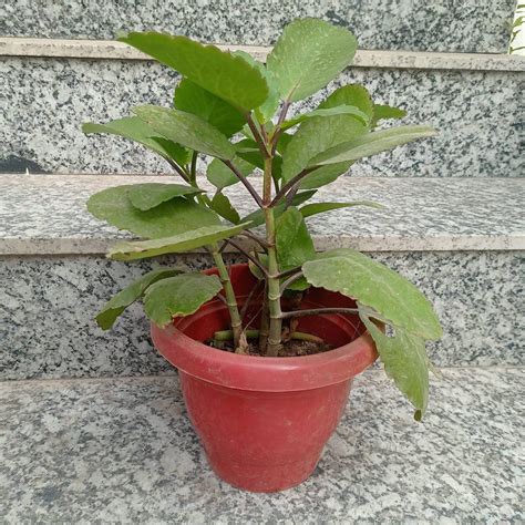 Kalanchoe Plant Buy Kalanchoe Plant Online Krishi Jagran Store