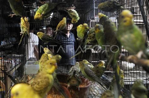 Pasar Burung Pramuka Antara Foto