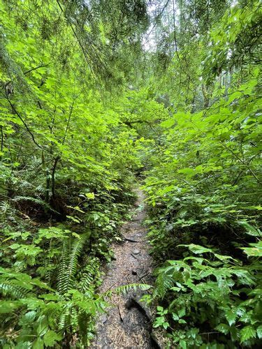 Best Hikes And Trails In Squak Mountain State Park Alltrails