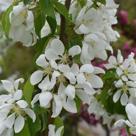 Malus Spring Snow Horsford Gardens And Nursery