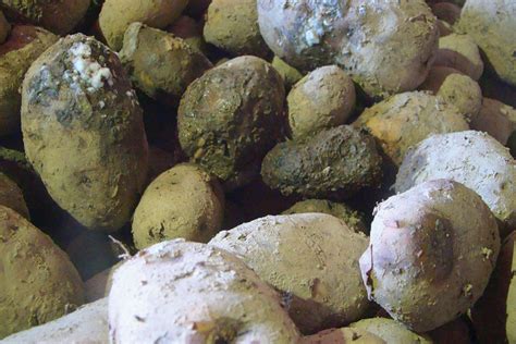 Tuber Soft Rot, Blackleg and Aerial Stem Rot | Potato Grower Magazine