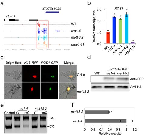 Dysfunction Of MET18 Affects ROS1 Activity A Snapshots In The