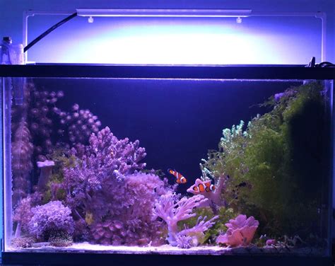 10 Gallon Soft Coral Nano Reef Tank Shots Nano Reef Community