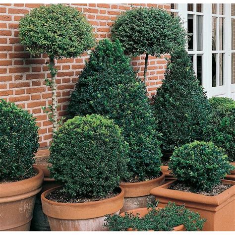 5 Gallon Topiary Boxwood Feature Shrub In Pot L25855 In The Shrubs