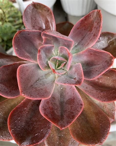 Assorted Echeveria Plants