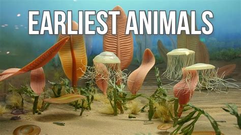 Precambrian Creatures The First Animals