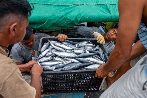 Produksi Perikanan Tangkap Telah Mencapai Juta Ton Pada Juni