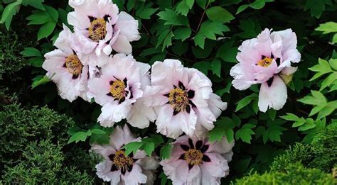 Уникальное пионовое дерево - пион Рока | Plants, Garden